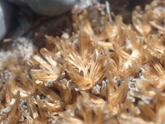 Raoulia hookeri hookeri