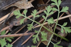 Osmorhiza brachypoda