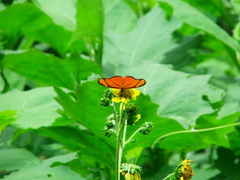 Eueides aliphera gracilis