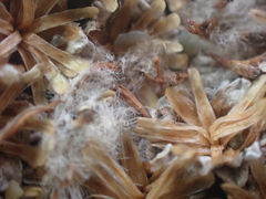 Raoulia hookeri hookeri