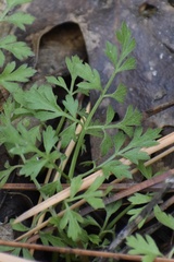 Osmorhiza brachypoda
