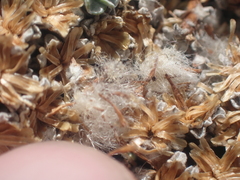 Raoulia hookeri hookeri