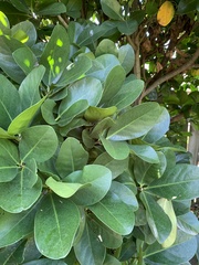 Corynocarpus laevigatus