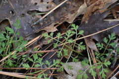 Osmorhiza brachypoda