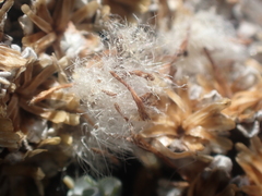 Raoulia hookeri hookeri