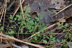 Osmorhiza brachypoda