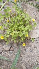 Oxalis laxa
