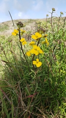 Erysimum capitatum