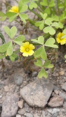 Oxalis laxa