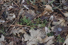 Osmorhiza brachypoda