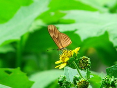 Eueides aliphera gracilis