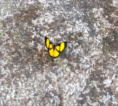 Cyllopoda jatropharia