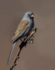 Spizella atrogularis