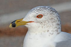 Ring-Billed Gull photo 4