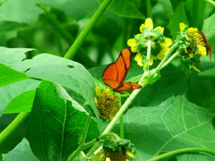 Eueides aliphera gracilis