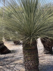 Dasylirion longissimum