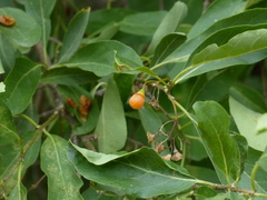 Cordia sinensis