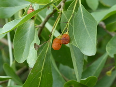 Cordia sinensis