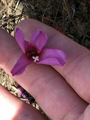 Clarkia