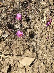 Clarkia