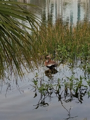 Dendrocygna autumnalis