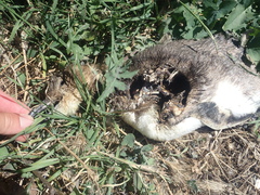 Eudyptula minor albosignata