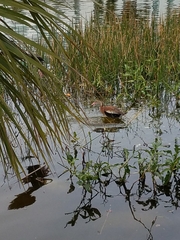 Dendrocygna autumnalis
