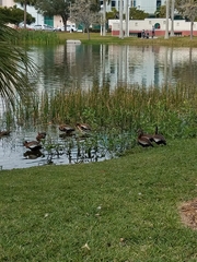 Dendrocygna autumnalis