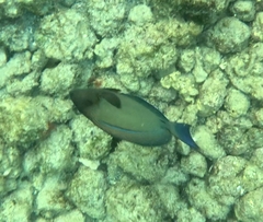 Acanthurus blochii