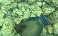 Acanthurus blochii