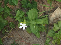Saponaria