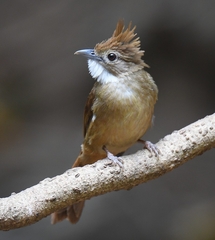 Alophoixus ochraceus