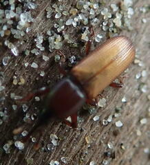 Mesites pallidipennis