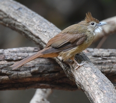 Alophoixus ochraceus