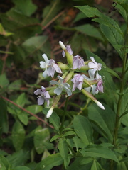 Saponaria