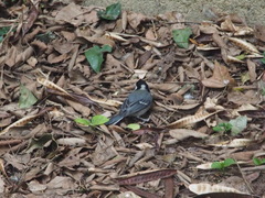 Parus minor commixtus