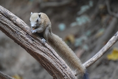 Callosciurus caniceps