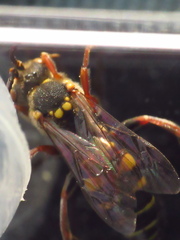 Nomada rubicunda