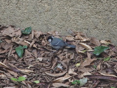 Parus minor commixtus