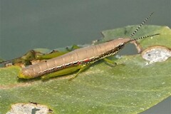 Neorthacris