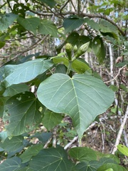 Hibiscus elatus