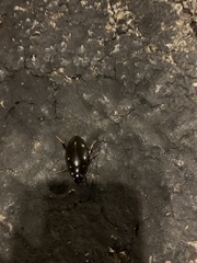 Hydrophilus triangularis