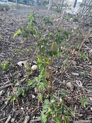 Symphoricarpos orbiculatus