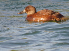 Oxyura ferruginea