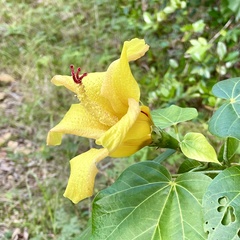 Hibiscus elatus
