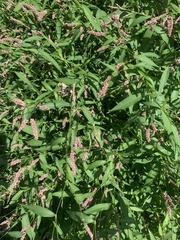 Persicaria
