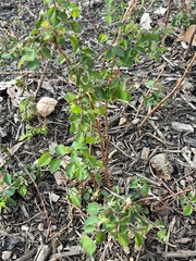 Symphoricarpos orbiculatus