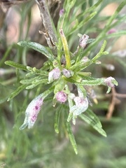 Aceria paracalifornica