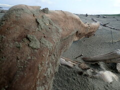 Mesites pallidipennis
