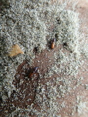 Mesites pallidipennis